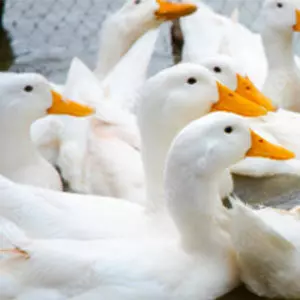 Canardset canes de Pékin