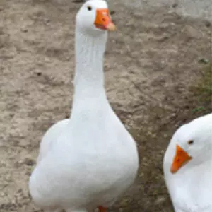 Oies blanches