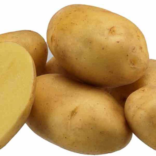 Plants de pomme de terre : variétés précoces et tardives