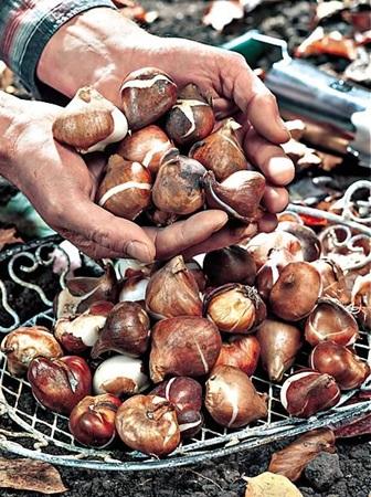 Bulbes à planter : Tulipes, jonquilles et autres bulbes à fleurs