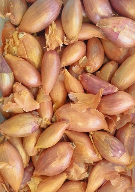 Plants d'ail, d'oignon et d'échalote pour la culture