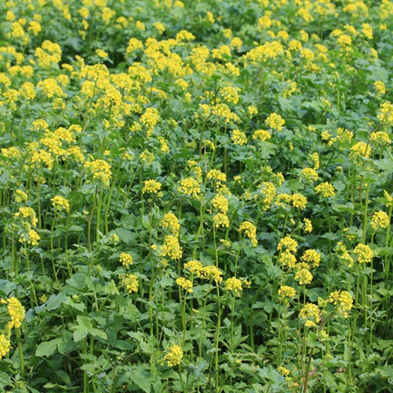 Découvrez le pouvoir des engrais verts ! Améliorez la fertilité de votre sol, protégez votre potager et boostez vos récoltes de manière 100% naturelle.