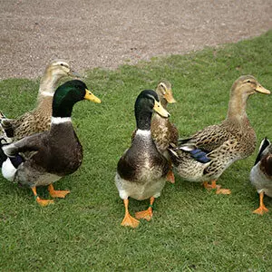 Canards et canes de Rouen