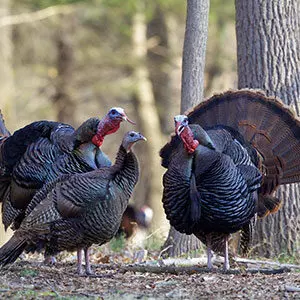 Dindonneaux noirs ou bronzés