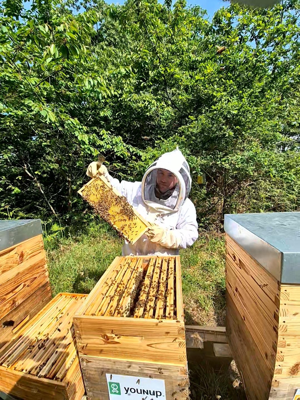 Vincent Colas, apiculteur à saint hilaire de Chaléons qui vérifie la rentrée de miel dans une ruche 