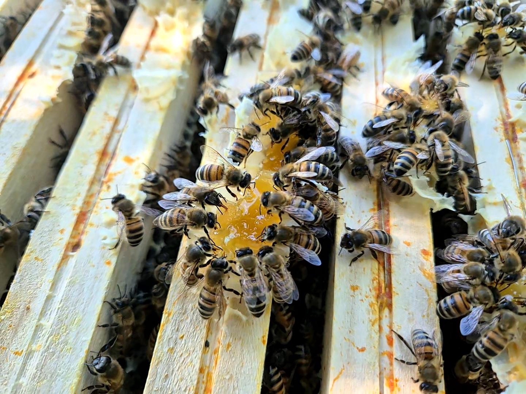 abeilles qui mangent du miel