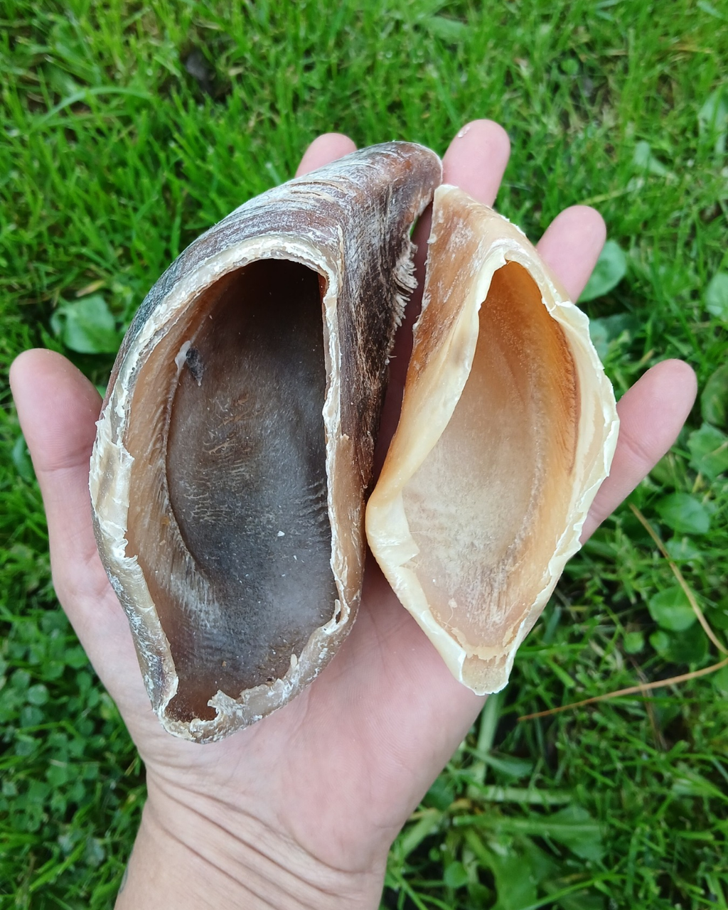 Mastication naturelle pour chien, chien, mastication canine, mastication naturelle