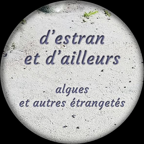 D'estran et d'ailleurs