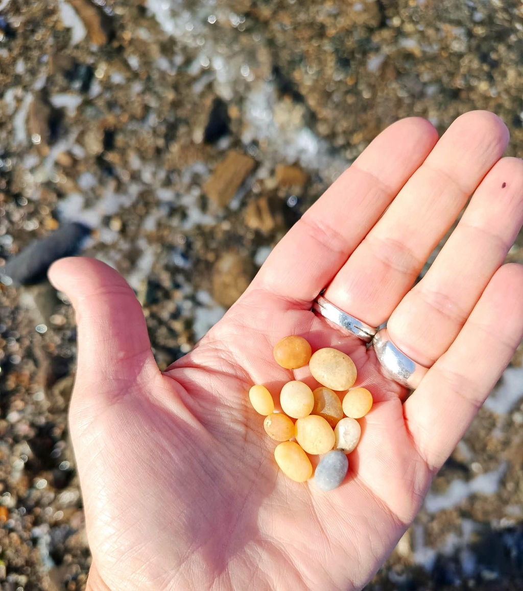 Main de la créatrice Slowfil présentant des petits galets jaunes glanés sur les plages de Bretagne, matières brutes destinées à la création de bijoux en micromacramé.