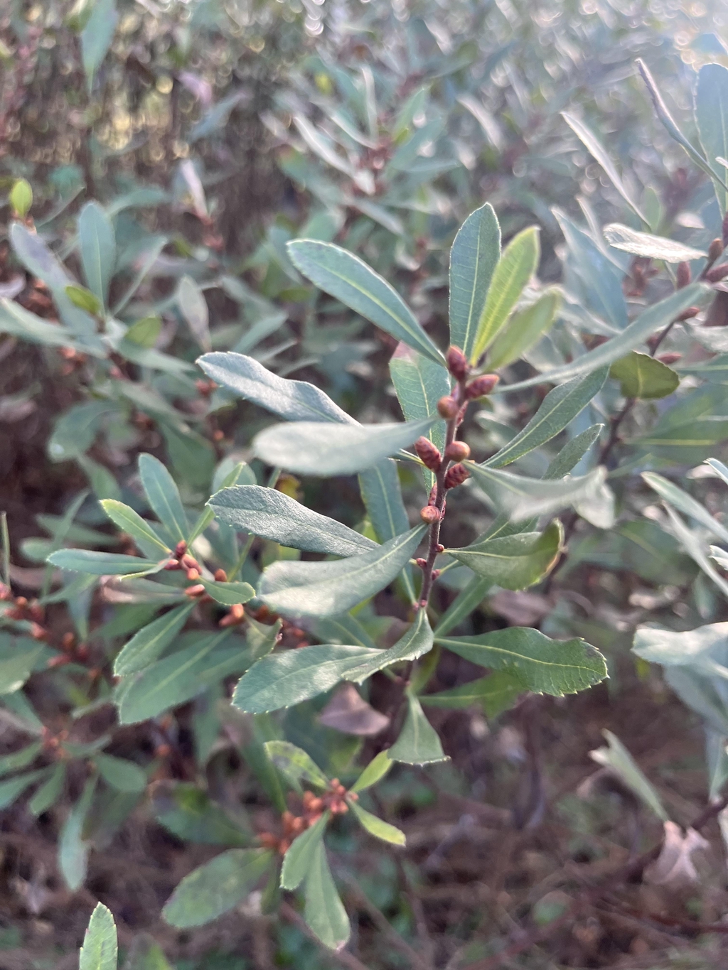 Welcome to Greenman Powerplants

Medicinal & Ritual Plants and Mushrooms 

We sell Etnobotanicals and our book Plantkracht soon available in English as Plant Power.