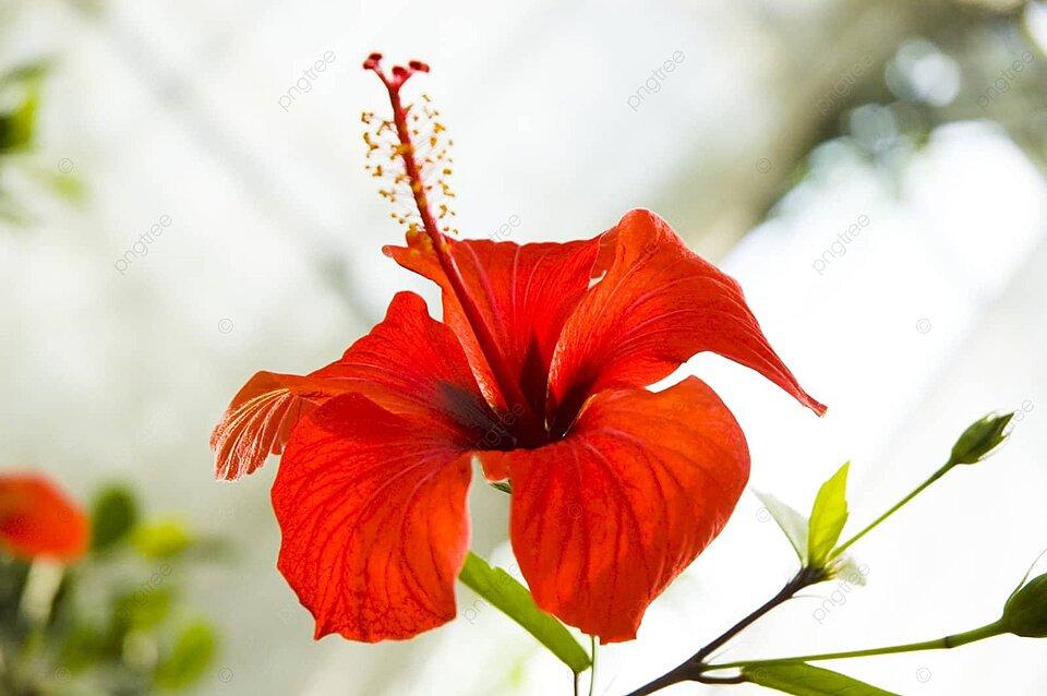 product_list_image_cover