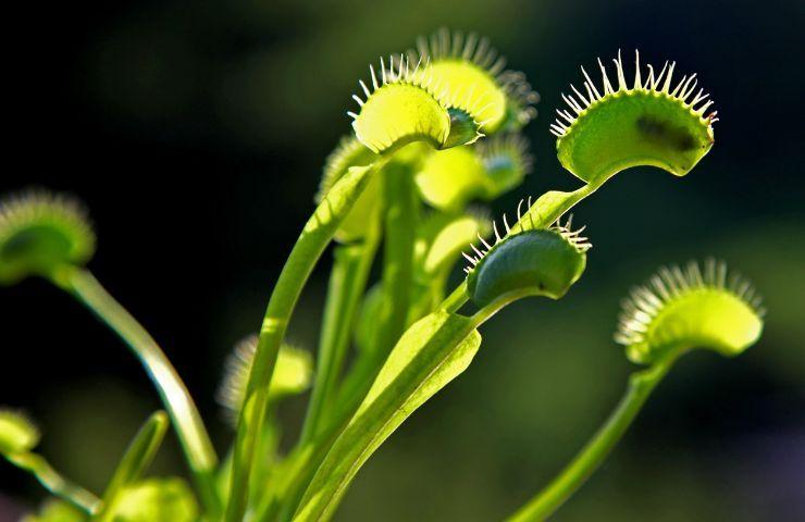 product_list_image_cover