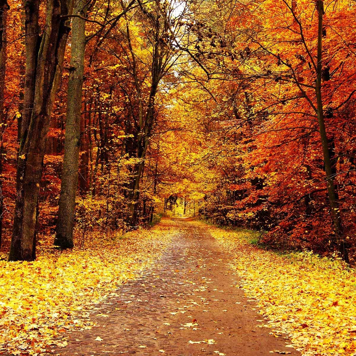 Automne