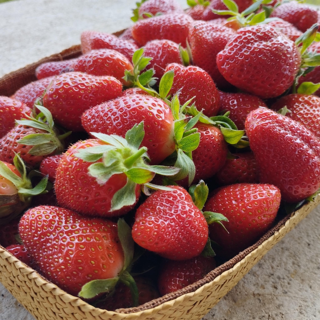 Ferme Puyricard fruits et legumes bio biologiques aix en provence