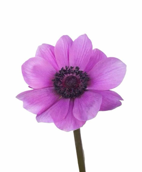 Z Anemonen