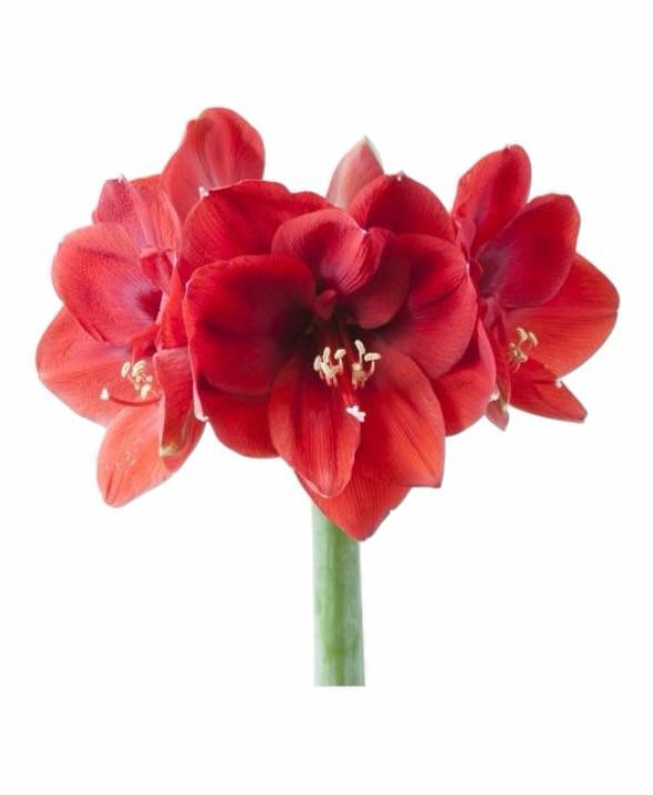 Z Amaryllis