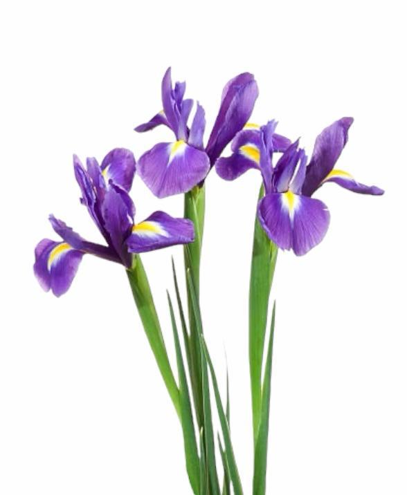 Z Iris