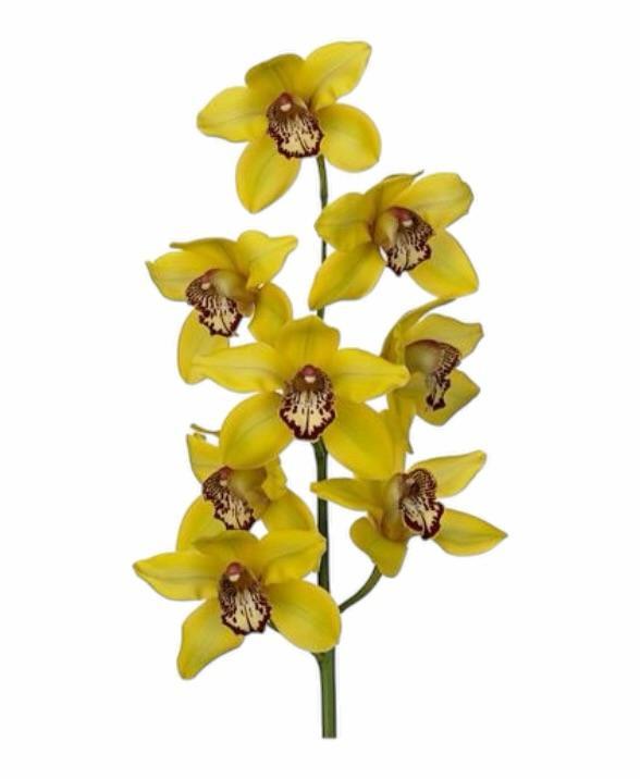 Z Orchideen/Cymbidium