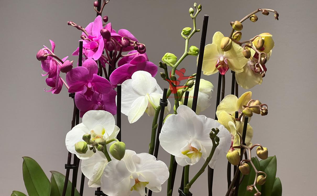 Wir lieben Orchidden