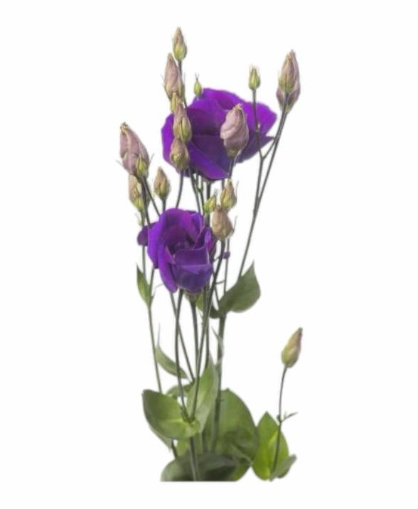 Z Lisianthus/Eustoma