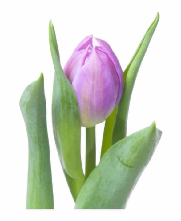 Z Tulpen