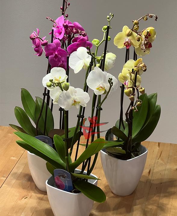 Magic Flowers Kategorie Orchideen und Zimmerpflanzen