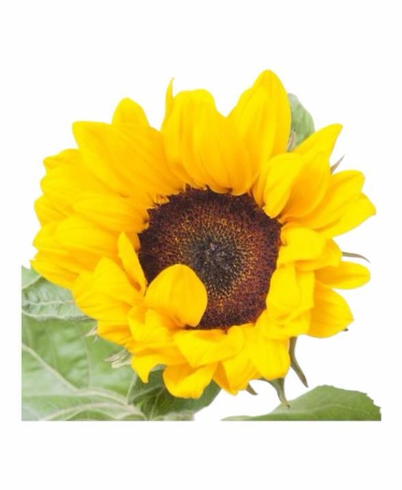 Z Sonnenblumen