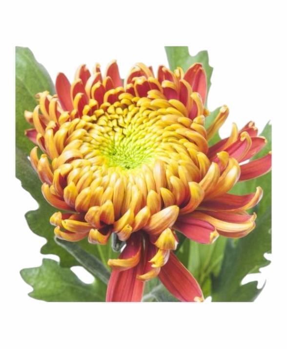 Z Chrysanthemen