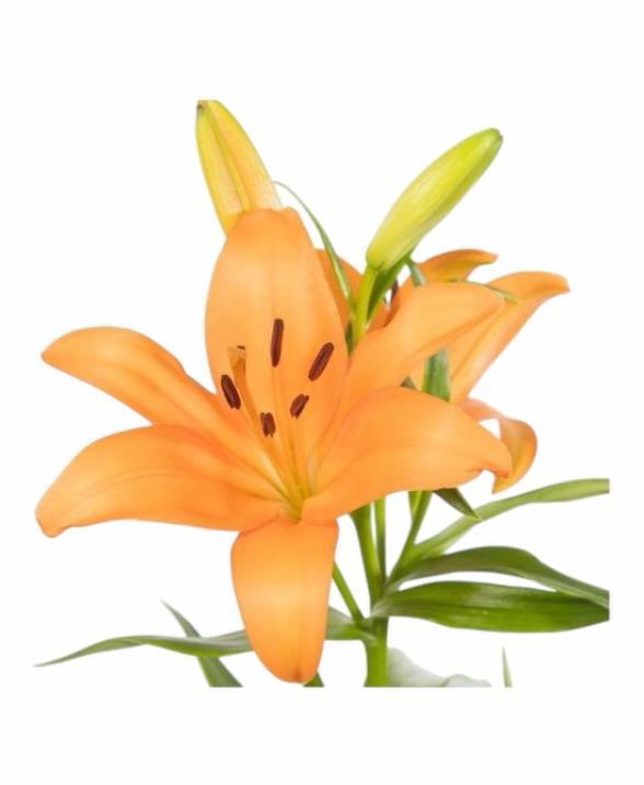 Z Lilien