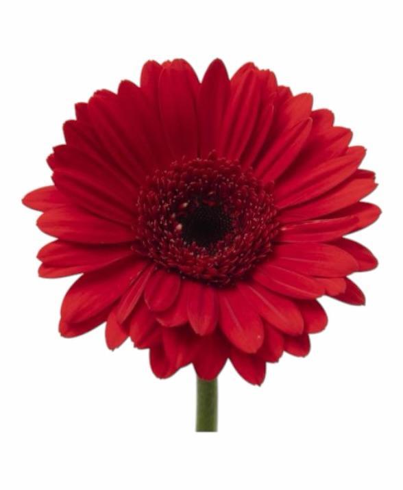 Z Gerbera/Germini