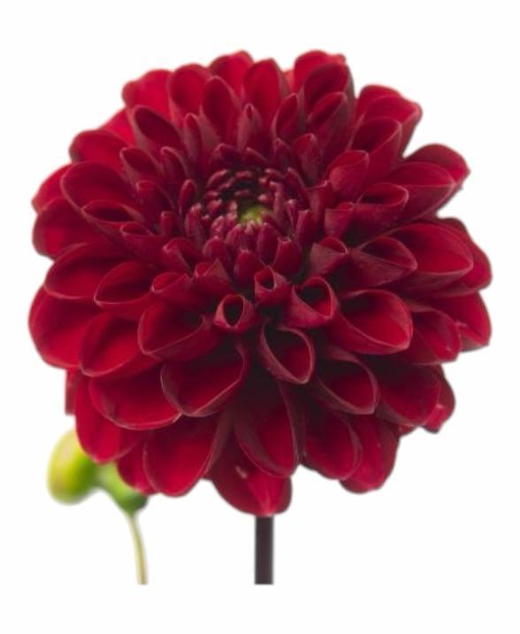 Z Dahlien