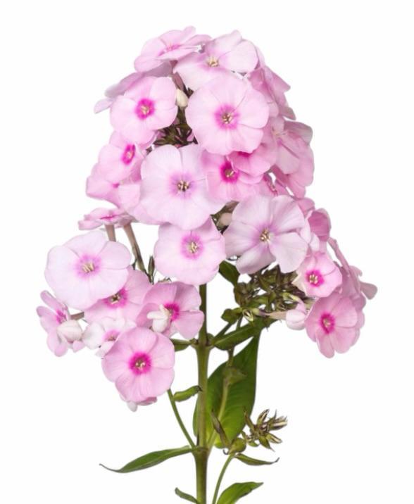 Z Phlox