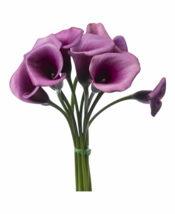 Z Calla