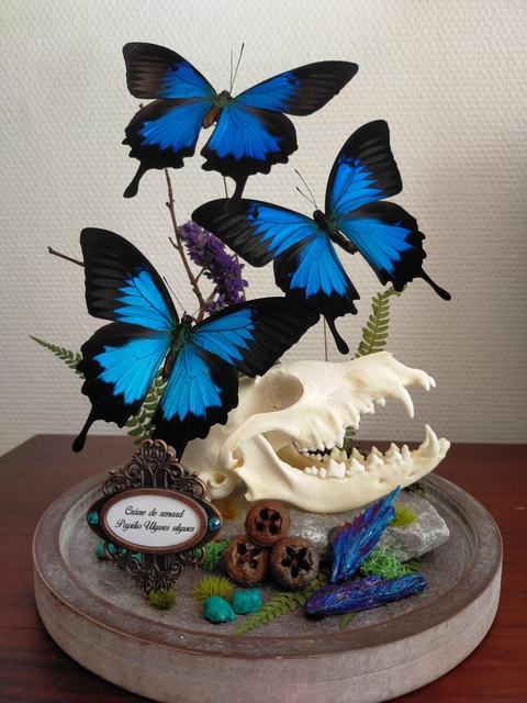 Bienvenue dans mon univers