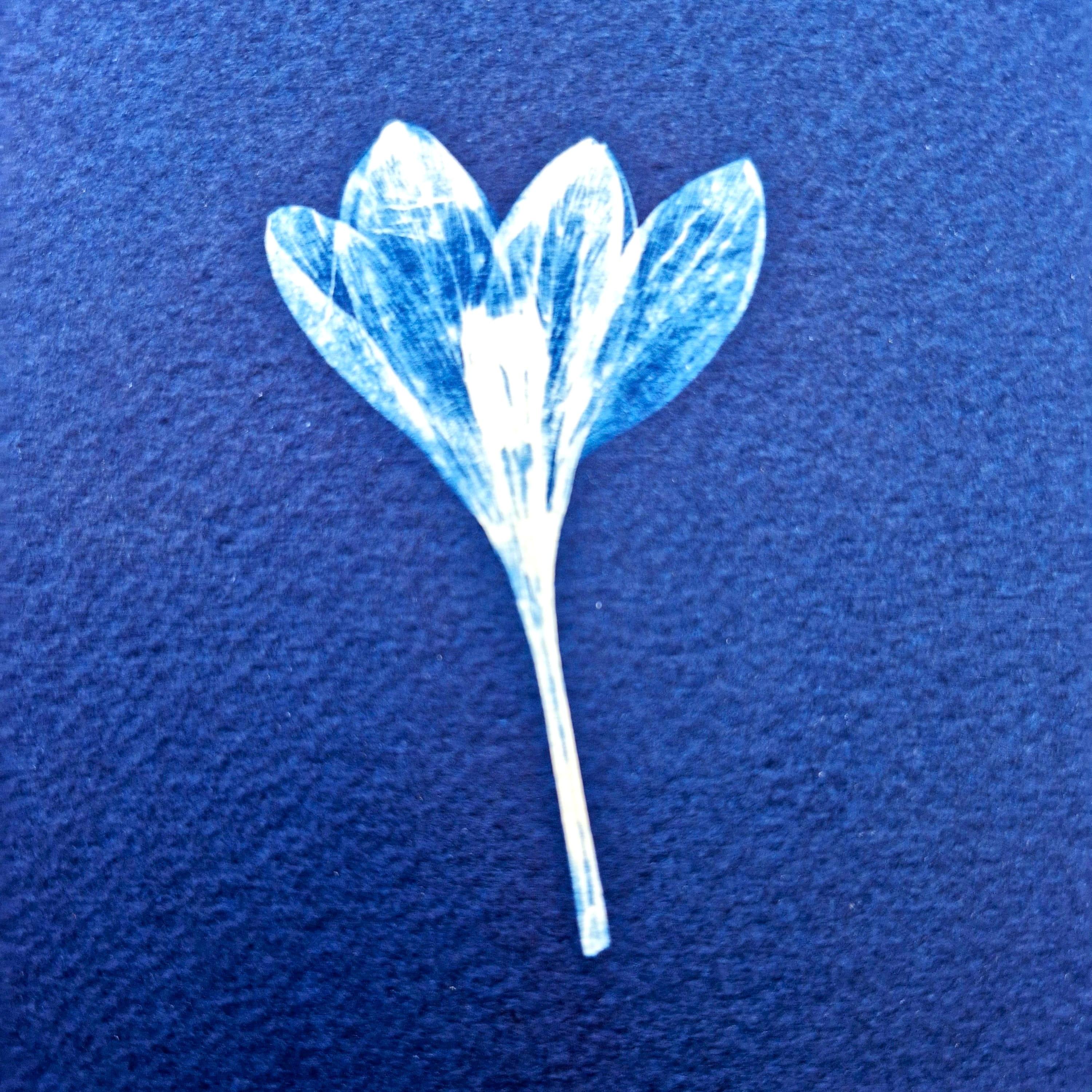 Cyanotypes encadrés