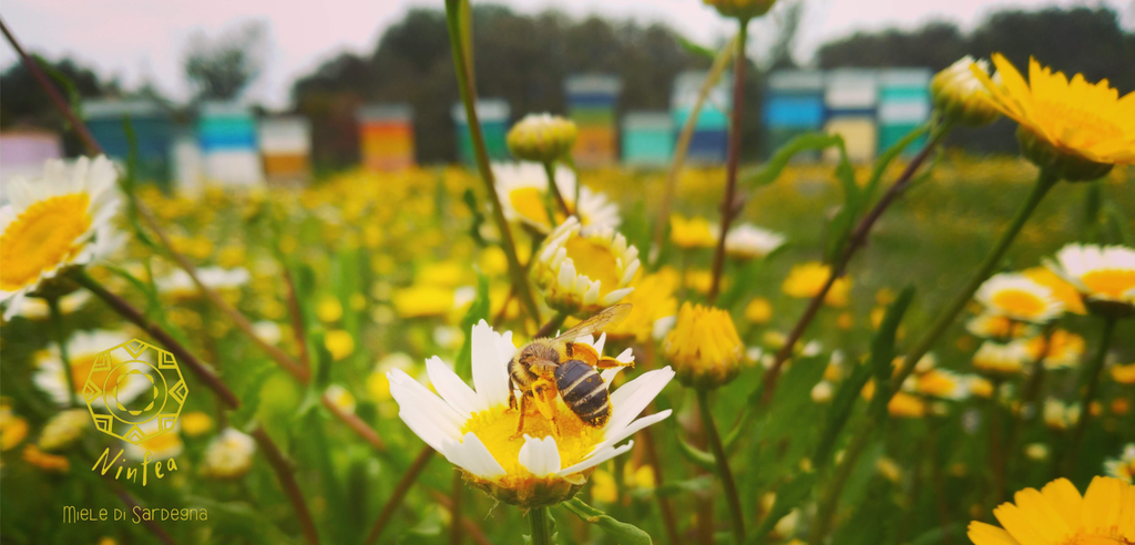 banner_image