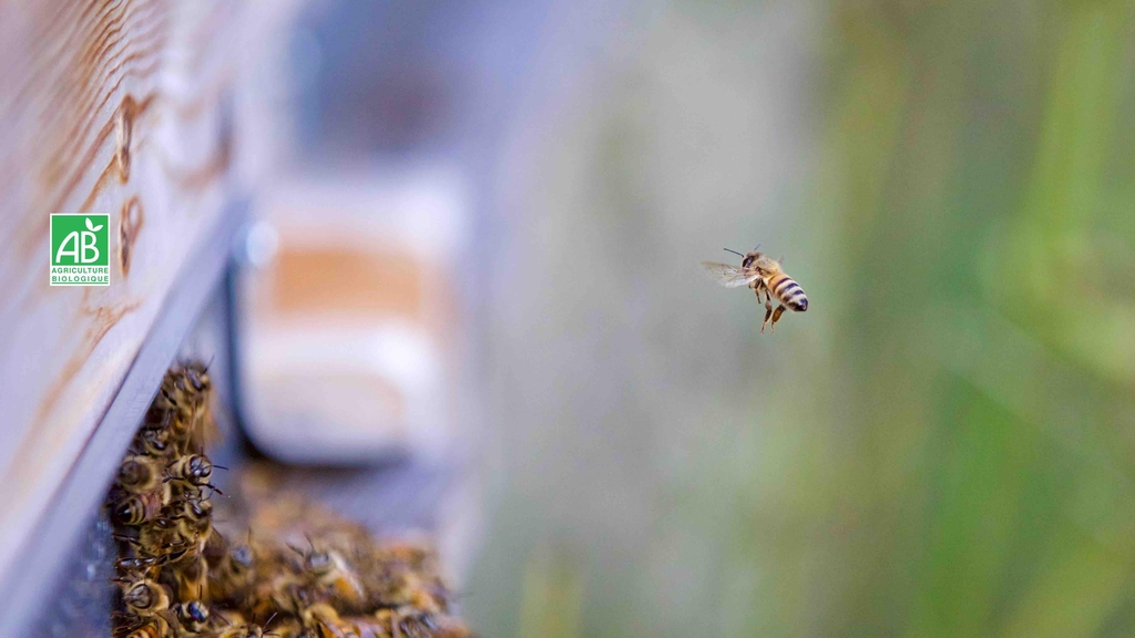Essaims et reines sélectionnées