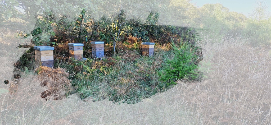 Matthieu Peron APICULTURE
Ruchers en Centre Bretagne