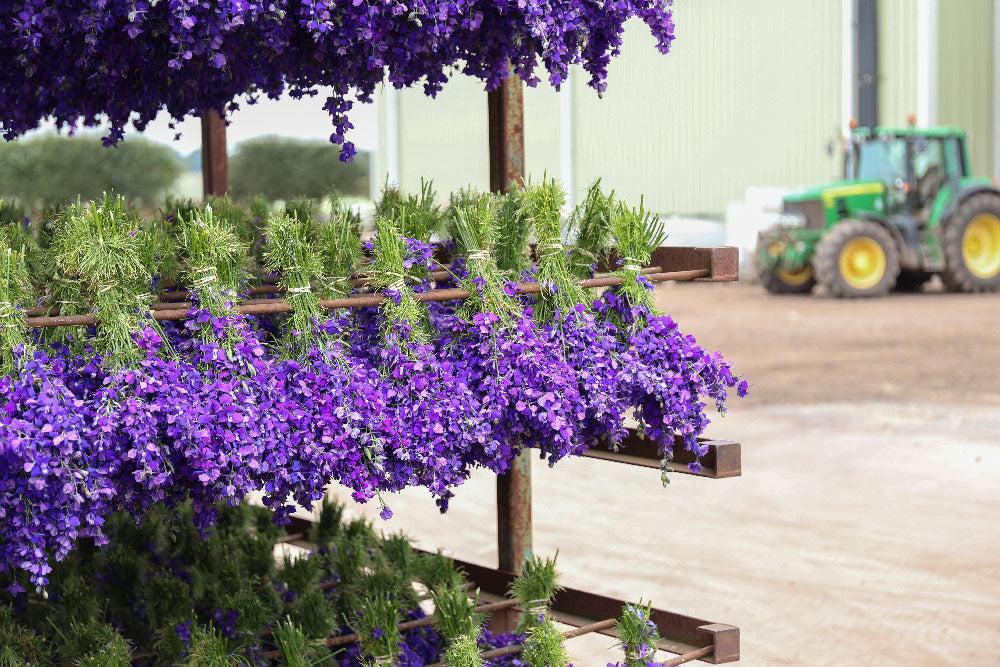 Delphinium drying on stillages