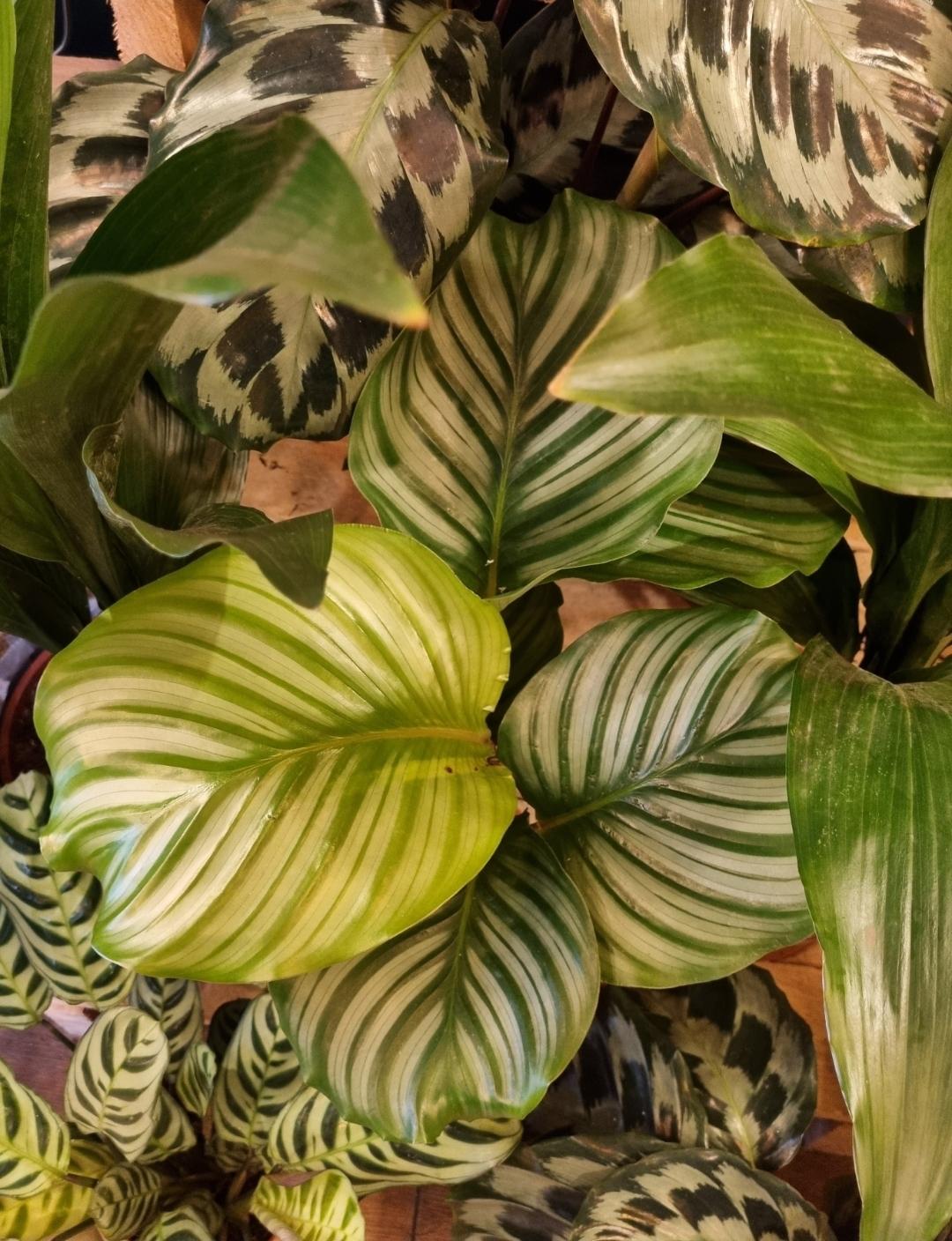 Plants