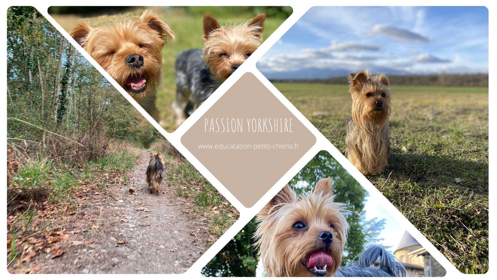 Passion Yorkshire terriers
