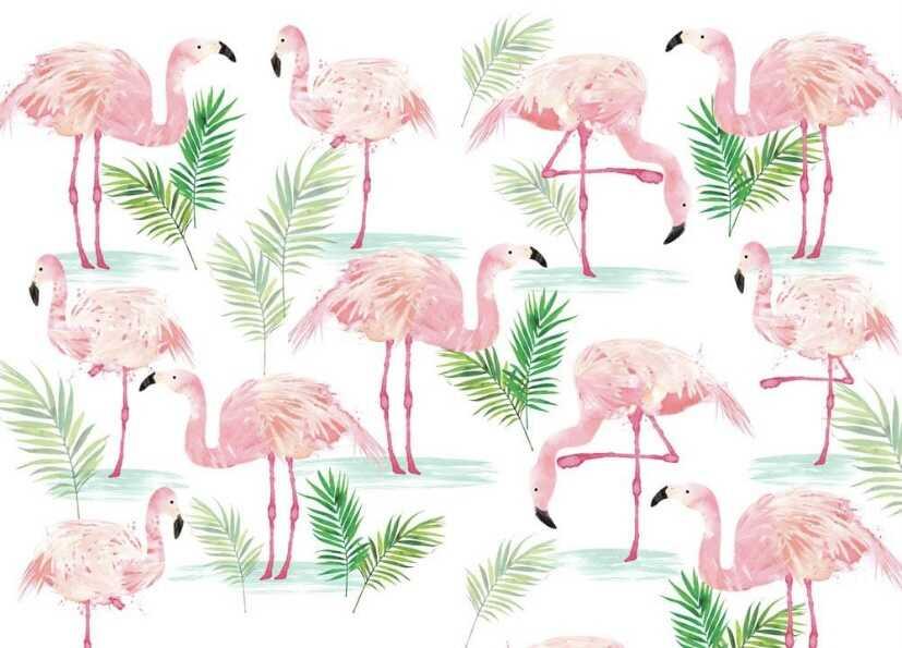 Flamingos