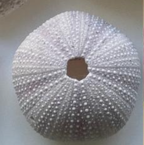 banner_image
