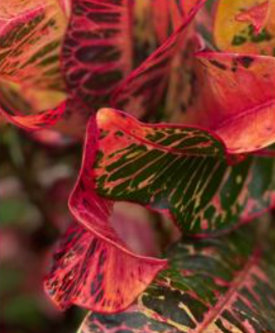 banner_image