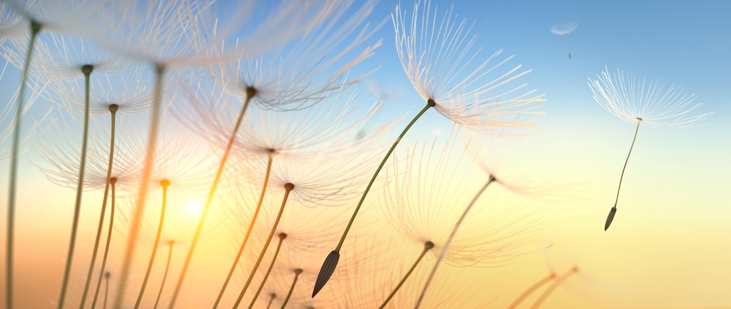 banner_image