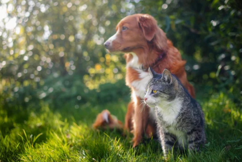 Soins à distance pour les animaux