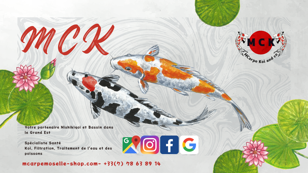 MCK - MCarpe Koi and co 