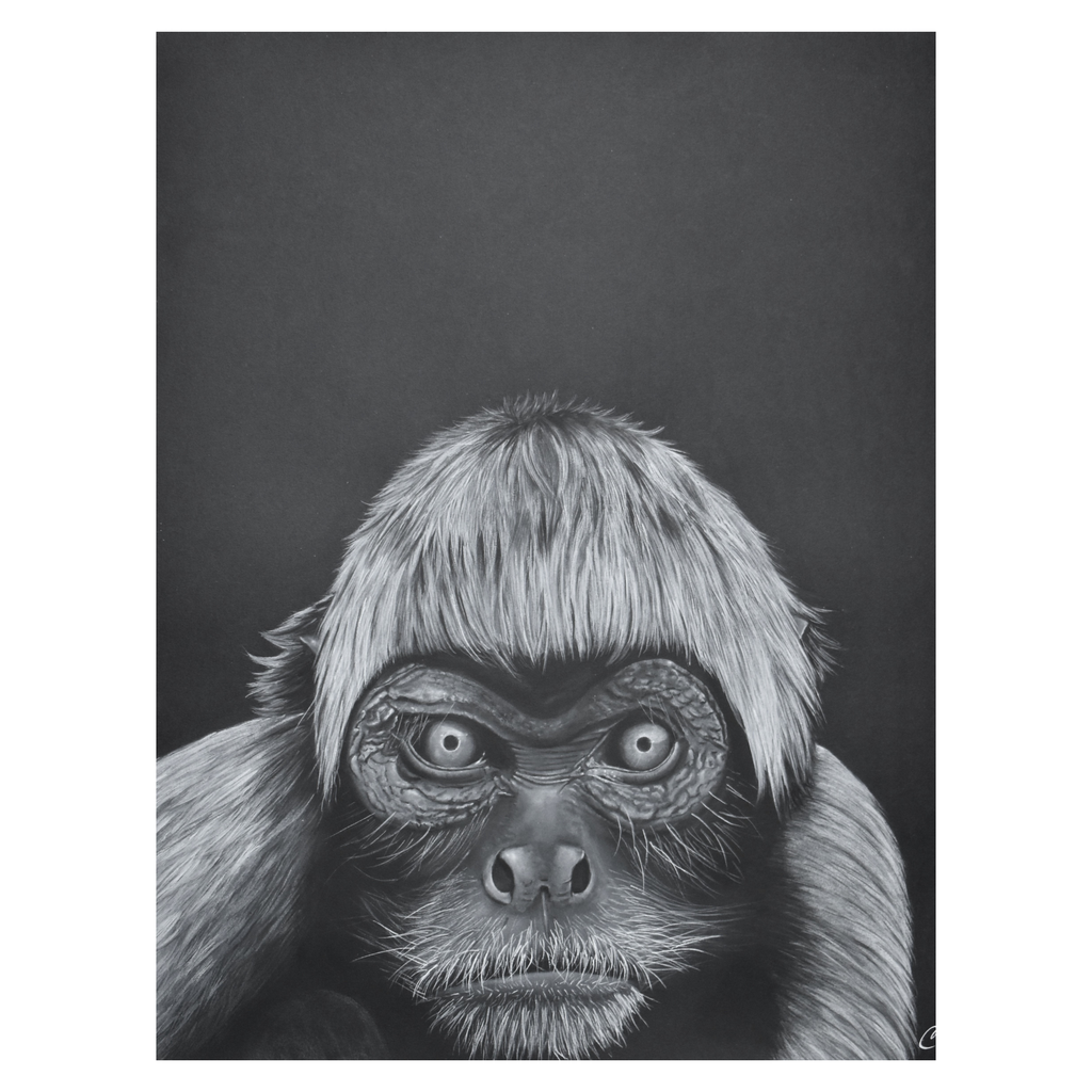 Atèle varié de Colombie en aquarelle blanche sur papier noir - Oeuvre unique de Cécilia PELISSIER