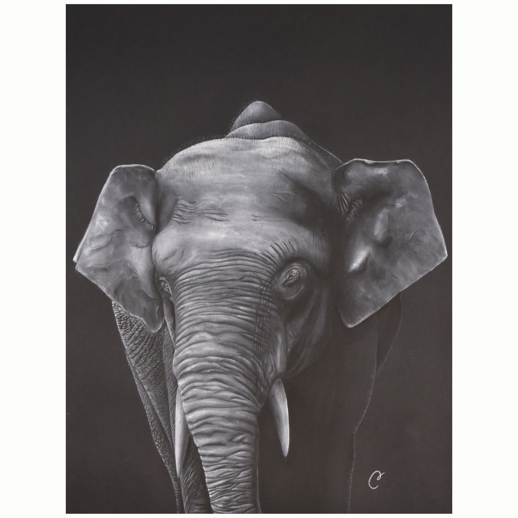 éléphant de bornéo - aquarelle noir et blanc - de l'artiste Cécilia PELISSIER en correze