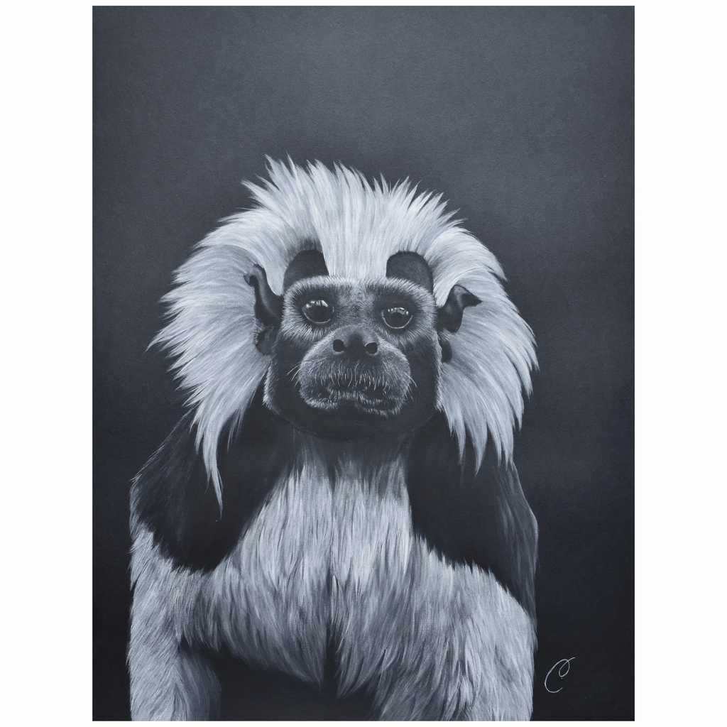 Pinche ou titi à crête blanche - oeuvre de Cécilia PELISSIER aquarelliste de Correze